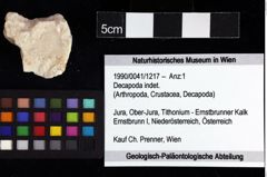 Foto (Objket + Etiketten) von Decapoda indet. 